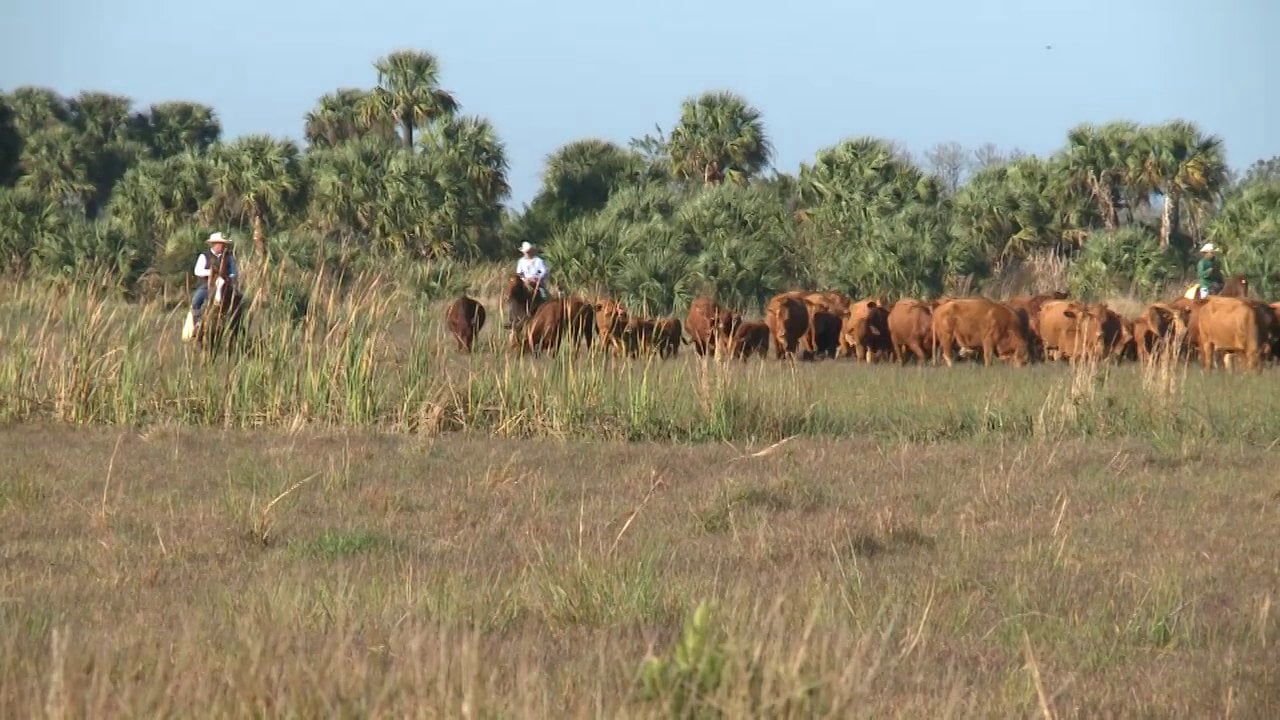 Join us for a 2-hour tour at Adams Ranch. Founded in 1937, Adams Ranch is a fourth-generation cattle business operating in St. Lucie, Madison, Okeechobee and Osceola Counties, headquartered in Fort Pierce. 
